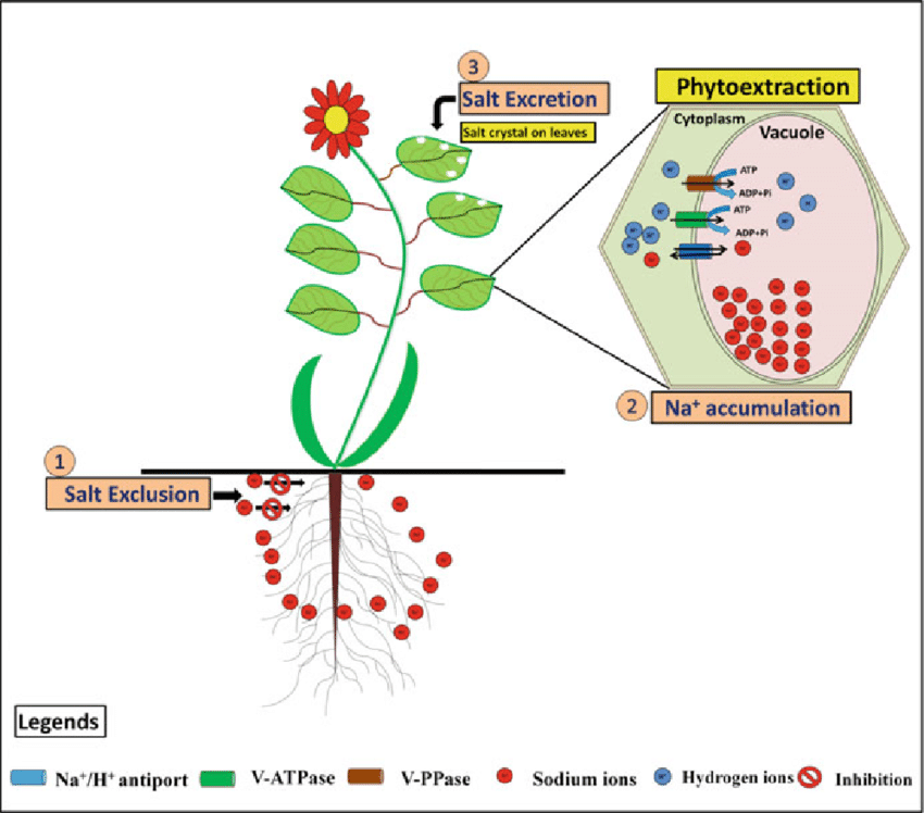 phytodesalination Skowhegan Outdoors